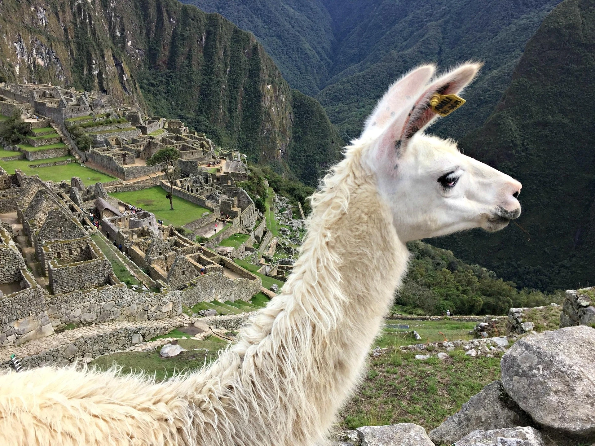 llama en machupicchu